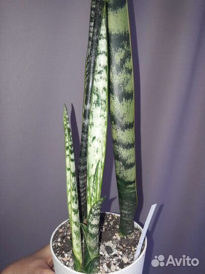 Сансевиерия херминия