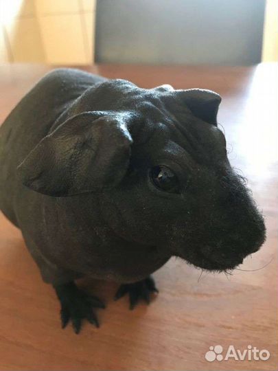 Приют для всех видов грызунов