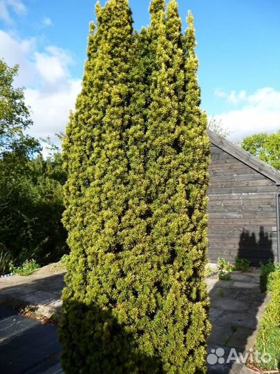 Тисс ягодный 