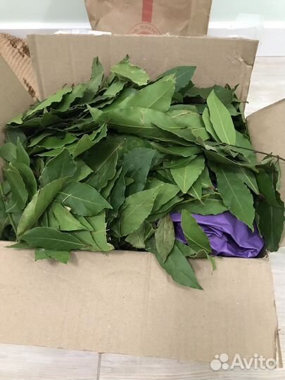 Лавр и шалфей