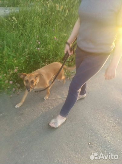 Нала, небольшая молодая собачка