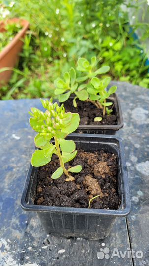 Очиток желтый, розовый