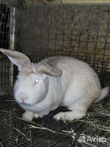 Кролики белый великан