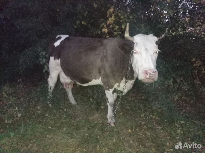 Корова молочная