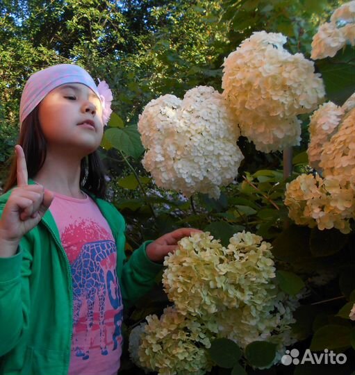 Гортензии древовидная Анабель