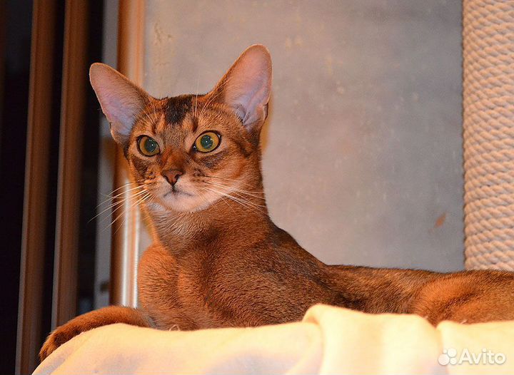 Абиссинская кошка вязка