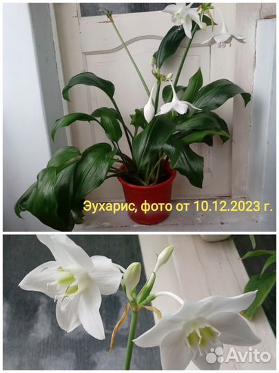Уйма комнатных растений
