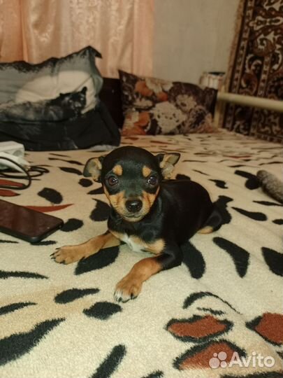 Мини той-терьер