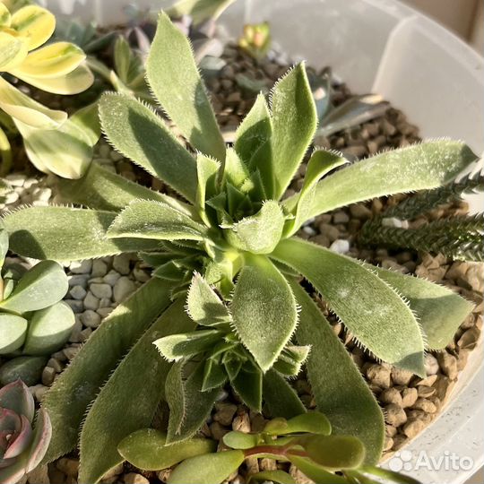 Эониум симса / растение / суккулент
