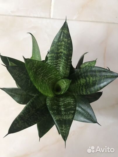 Сансевиерия