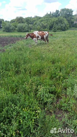 Корова дойная