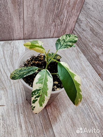 Фикус Рубигиноза