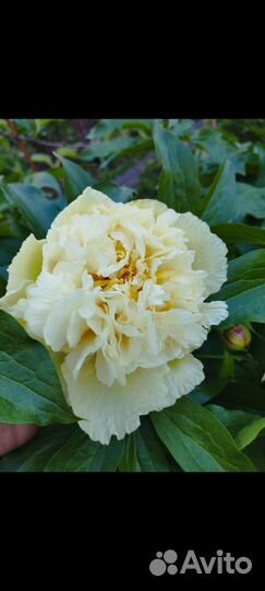 Пион Санни Герл