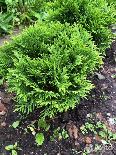 Туя шаровидная даника