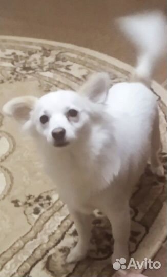 Мальчик Чихуахуа ищет подругу