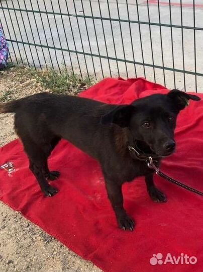 Собака аленькая молодая стерилизованная