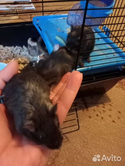 Грызуны (песчанки) с клеткой