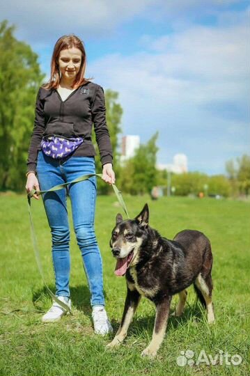 Собаки бесплатно в добрые руки