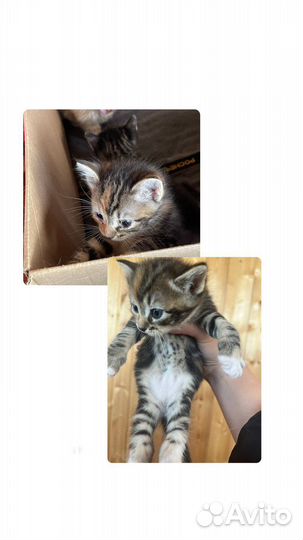 Котята в добрые руки