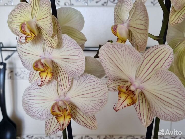 Орхидея фаленопсис и дендробиум