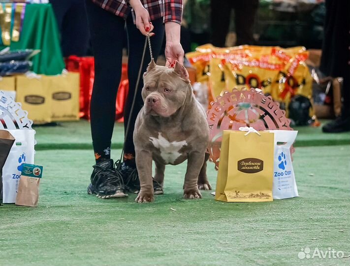 Американский булли вязка