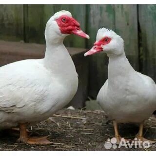 Индоутки (утки)