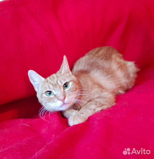 Кошечка Рыжуля