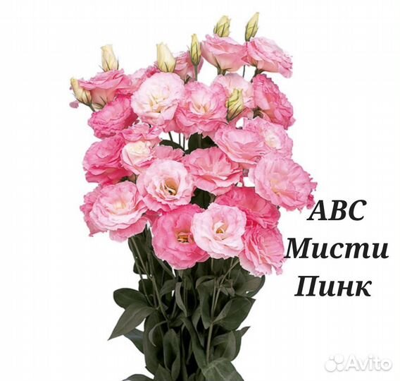 Рассада цветов эустома