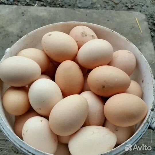 Домашние куриные яйца