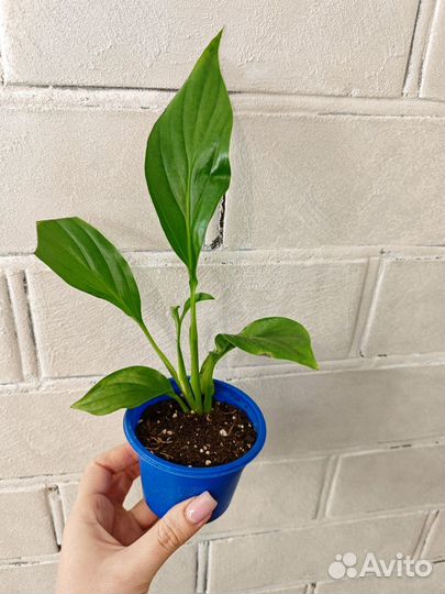 Спатифиллум