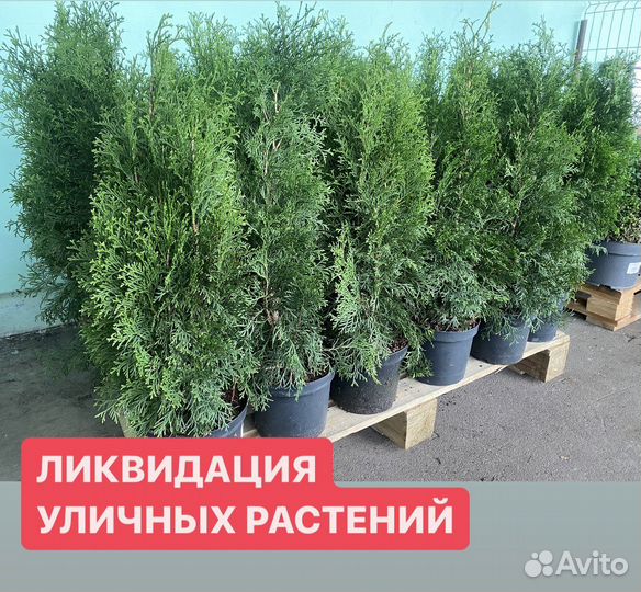 Туя Смарагд Купить в Воронеже