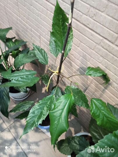 Роза японская