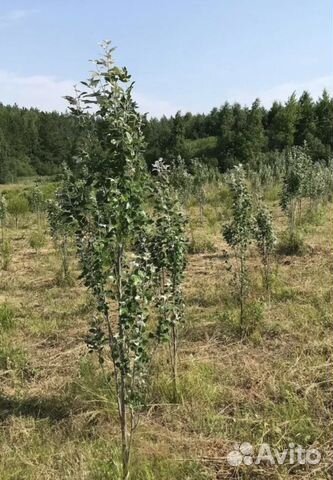 Тополь пирамидальный