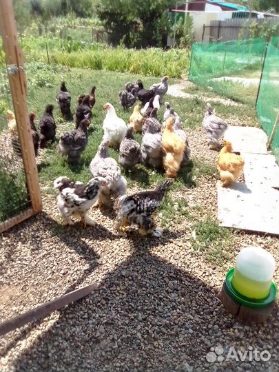 Куры породы кокинхин И орпингтон