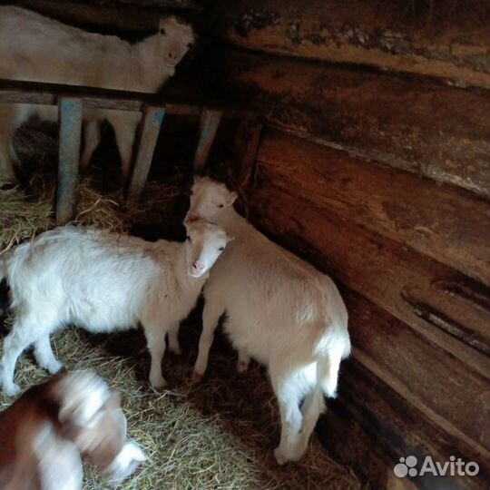 Козлята ламанча