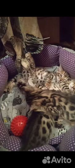 Бенгальская