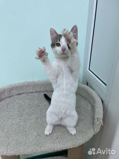 Котенок мальчик в добрые руки