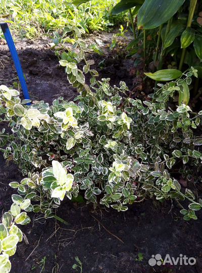 Садовые растения