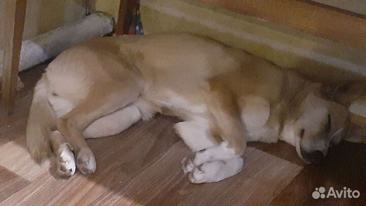 Ну,очень хорошая собака