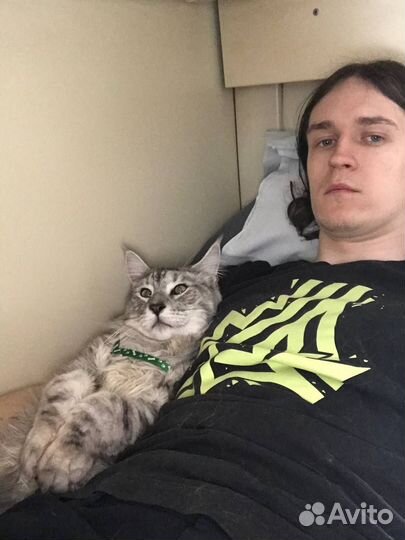 Котик Мейн-кун вязка
