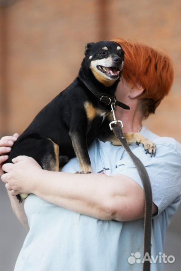 Маленькая собачка в добрые руки