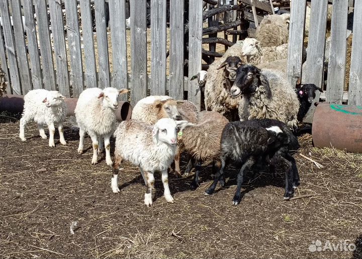 Овцы, ягнята