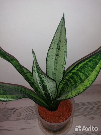 Сансевиерия муншайн Каспер