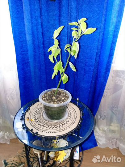 Педилантус