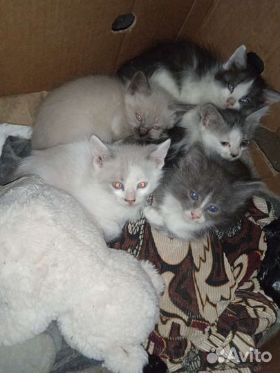 Котята в добрые руки