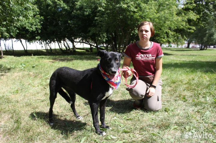Багира прекрасный компаньон для человека