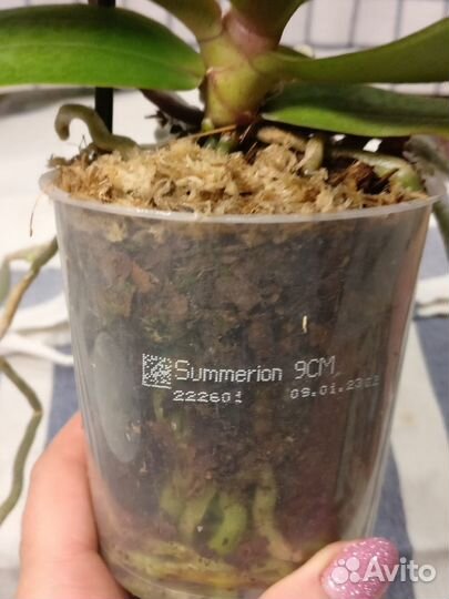 Summerion - Орхидея парфюмерная фабрика