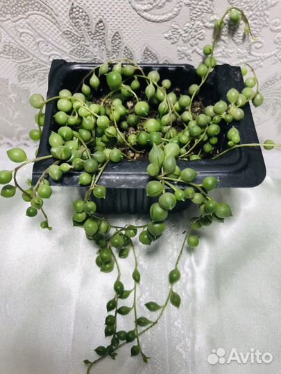 Крестовник Роули Геррейна Красула и Алоэ Вера