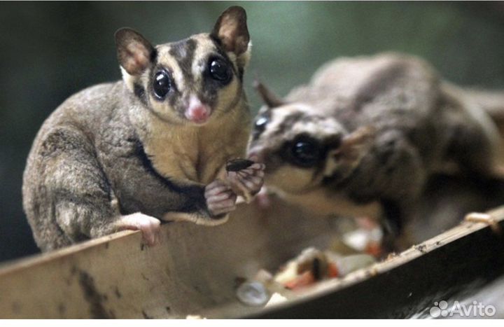 Белка летяга