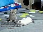 Рассылка милых картинок с котами объявление продам